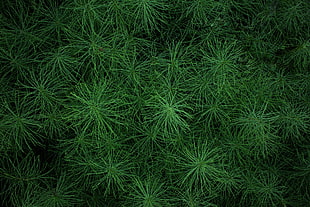 green leaf plant, Grass, Greens, Plant HD wallpaper