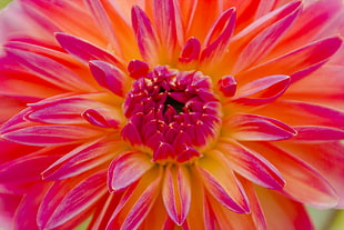 closeup photography of red and yellow petaled flower, dahlia HD wallpaper