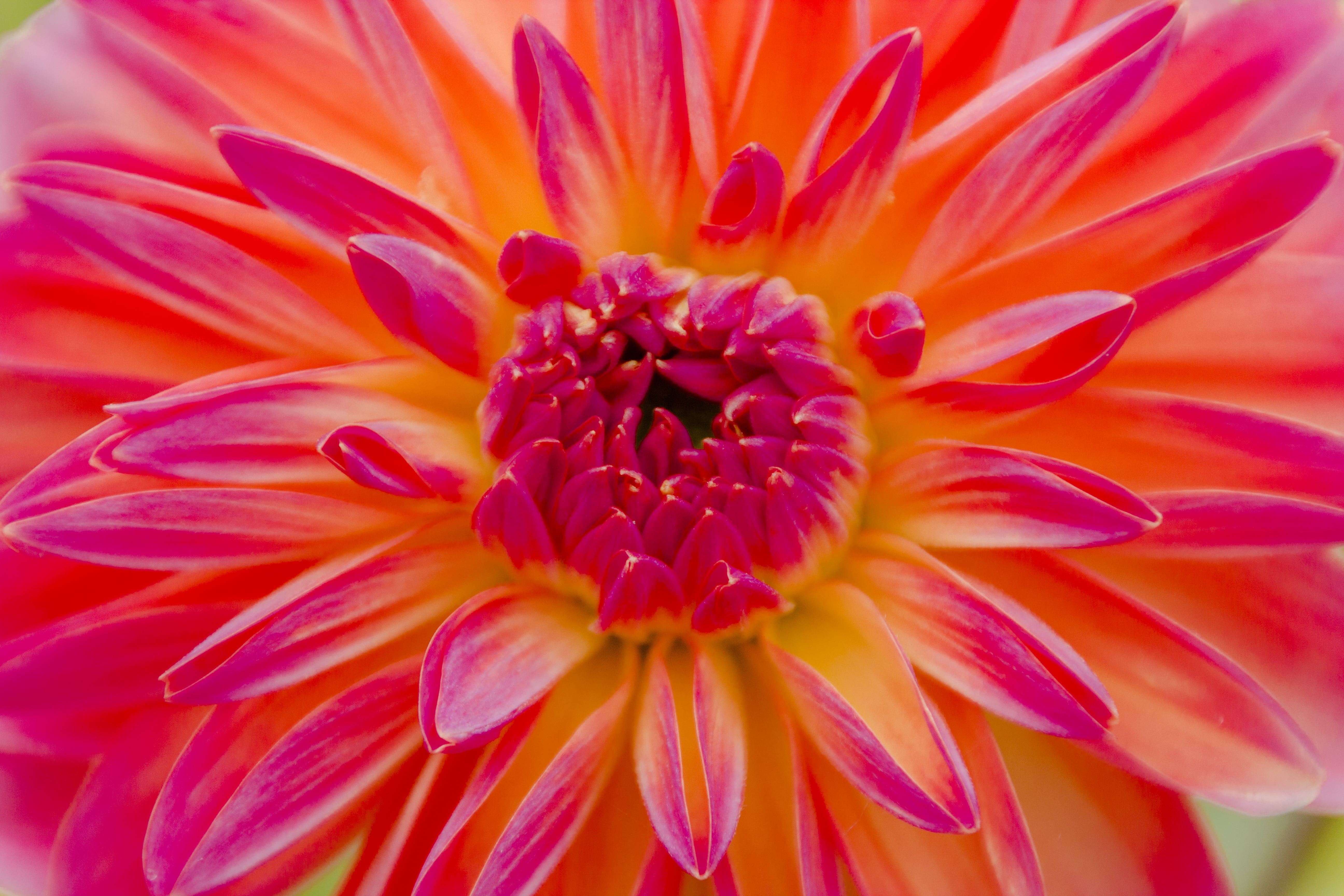 closeup photography of red and yellow petaled flower, dahlia