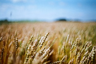 closeup photography of wheat