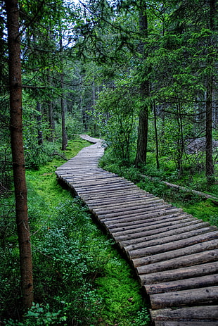 gray wooden board walk, forest, trees, nature