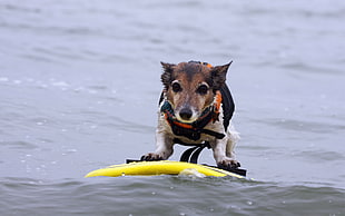 short-coated brown and white small-breed dog surfing during daytime HD wallpaper