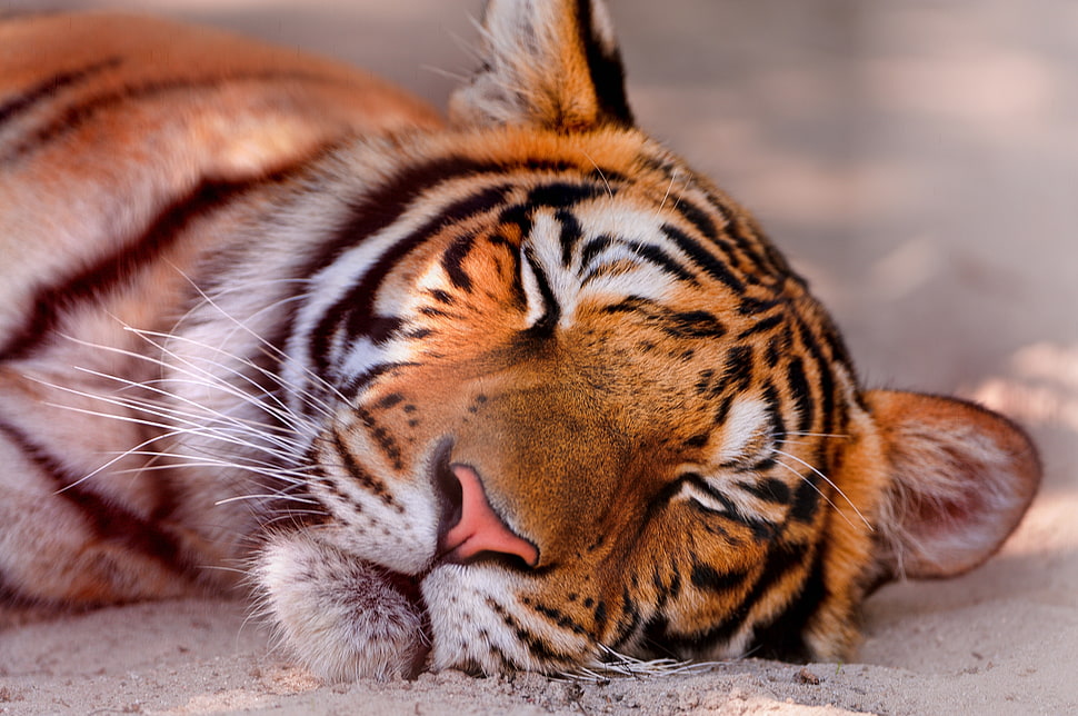 Tiger lying on brown sand HD wallpaper