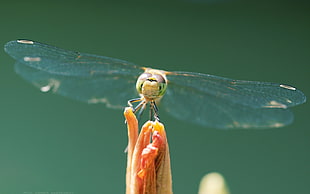 shallow focus photography of green dragonfly