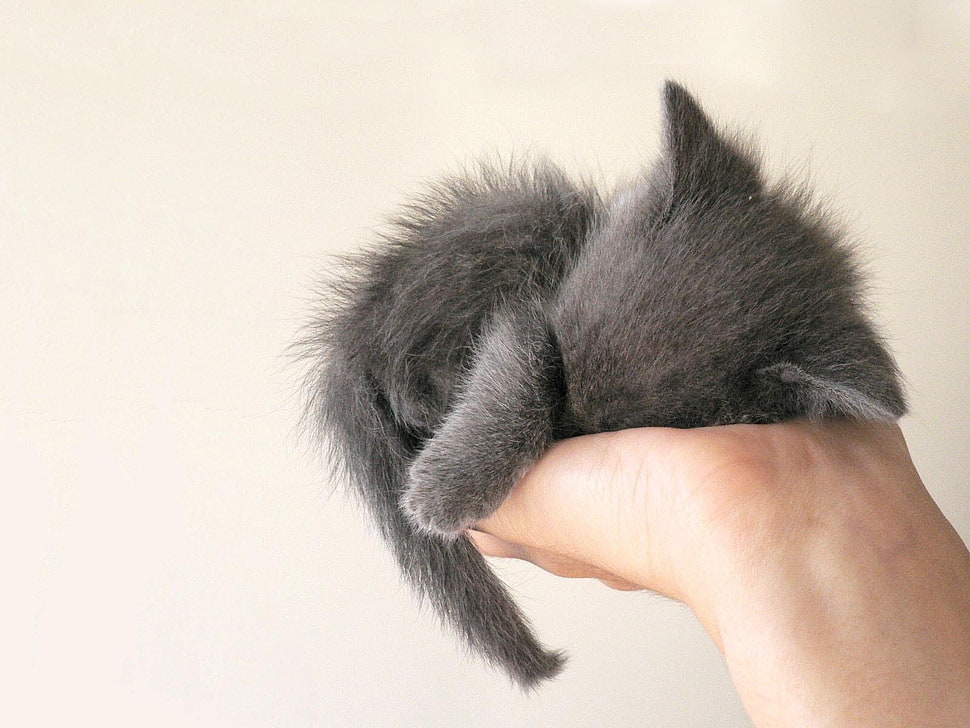 gray kitten, cat HD wallpaper