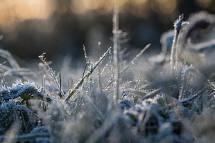 close-up photography of snow covered grasses at daytime