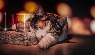 calico cat, drinking glass, sleeping, cat, animals HD wallpaper
