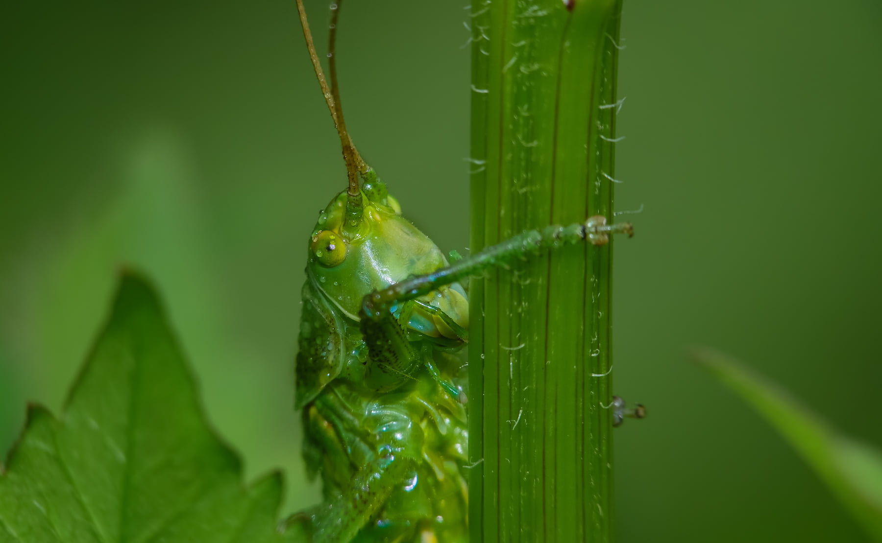 selective focus photography of green grasshopper perched on plant stem