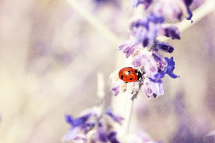 ladybug, lavender, plant, flora