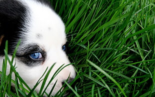 closeup photo of white and black puppy lying on grass field