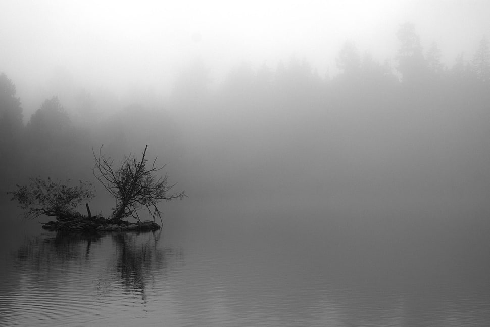 withered tree, landscape, nature HD wallpaper