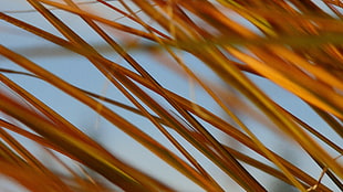 brown grasses, macro, grass, fall HD wallpaper