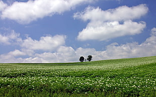 field of green gras HD wallpaper
