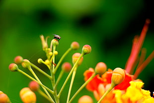 selective focus photography of insect on top of flower bud