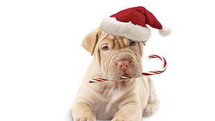 short-coated beige dog with red christmas hat HD wallpaper
