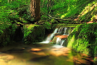 timelapse photo of water falls beside tree HD wallpaper