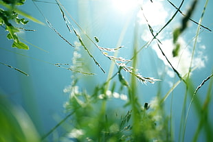 close up photography of green grass at daytime