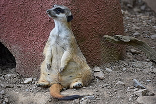 brown meerkat sitting by the concrete wall