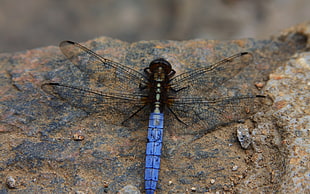 blue and black dragonfly on stone