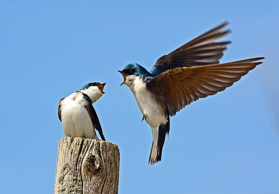 two brown and blue birds with the other one on top of trunk, tree swallows HD wallpaper