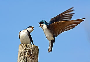 two brown and blue birds with the other one on top of trunk, tree swallows