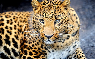 photo of adult Cheetah HD wallpaper
