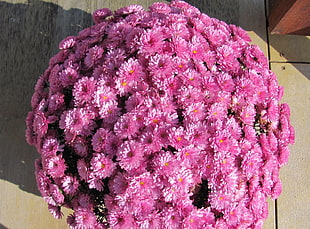 pink Chrysanthemum bouquet HD wallpaper