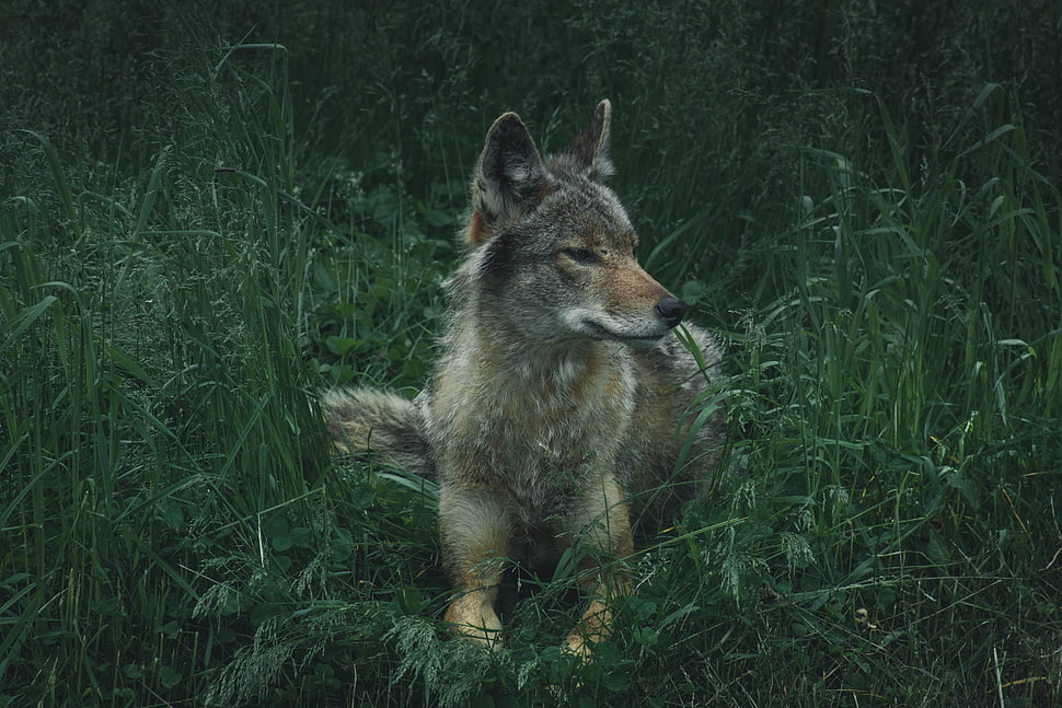 gray fox, Wolf, Predator, Grass HD wallpaper