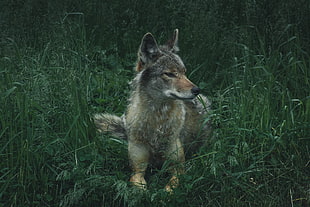 gray fox, Wolf, Predator, Grass