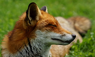 close-up photography of red fox during daytime, flo HD wallpaper
