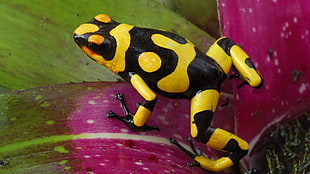 black and yellow frog, frog, animals, amphibian, poison dart frogs HD wallpaper