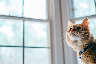 orange cat near glass window HD wallpaper