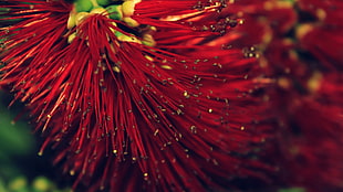red flower closeup photo HD wallpaper
