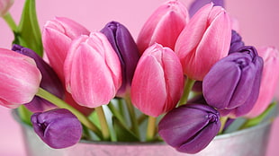 bucket of purple and pink tulips