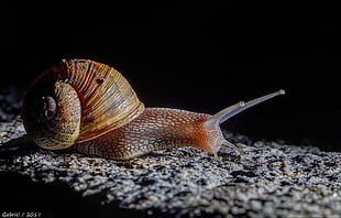 brown and yellow snail HD wallpaper