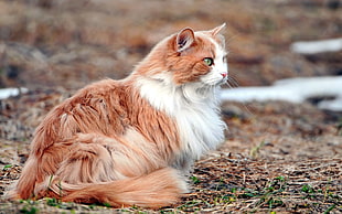 orange and white mainecoon sitting on dry leaves