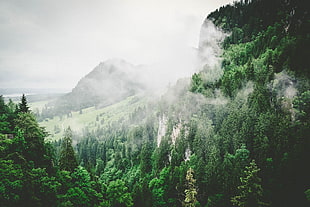 landscape photography of mountain and forest