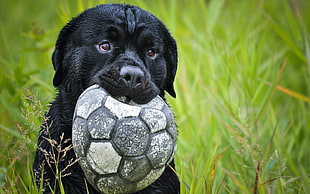 black Labrador Retriever puppy biting gray and white deflated ball surrounded by green grasses