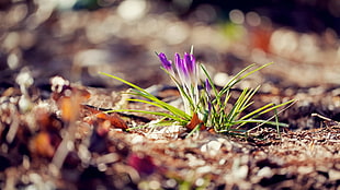 green and red leaf plant, nature, flowers, blurred, crocus HD wallpaper