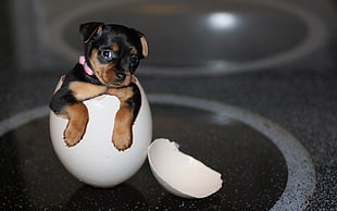 short-coated brown and black puppy, dog, eggs, animals, baby animals