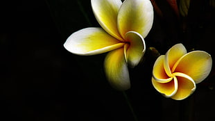 macro shot of yellow flowers HD wallpaper