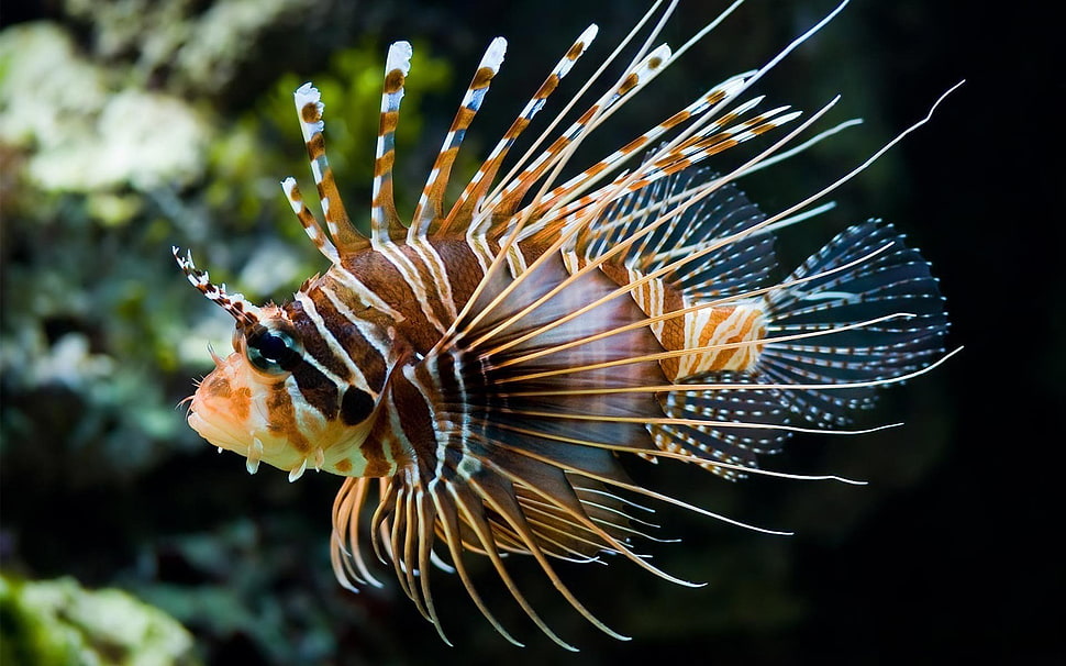 tiger fish, lionfish, animals, fish HD wallpaper