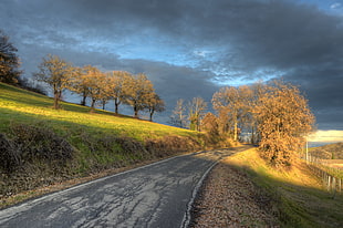 array of light hitting trees, castellarano, italia