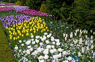 Tulip flower field during daytime