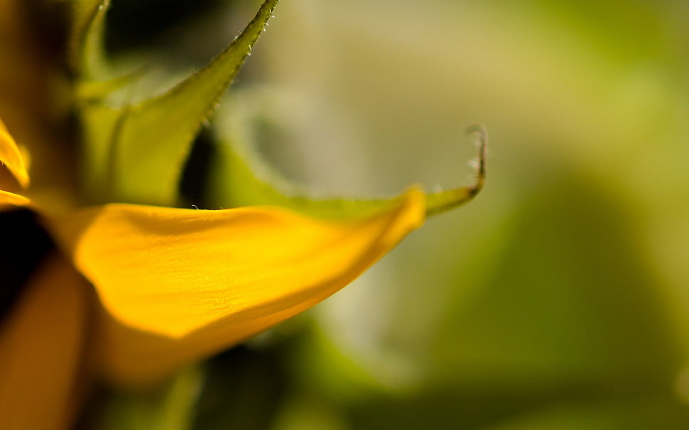 yellow petaled flower HD wallpaper
