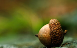 acorn in auto focus lens photography HD wallpaper