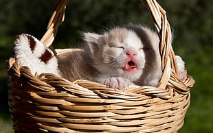 white kitten on brown wicket basket