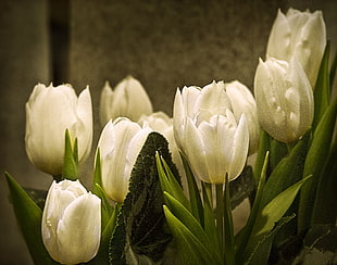 five white Tulips HD wallpaper