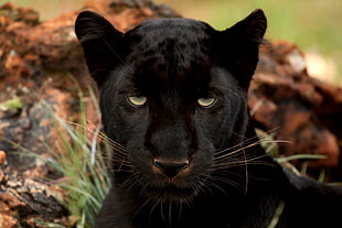 close up photography of black Panther