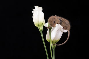 brown mouse sitting on two white petaled flower close-up phoot